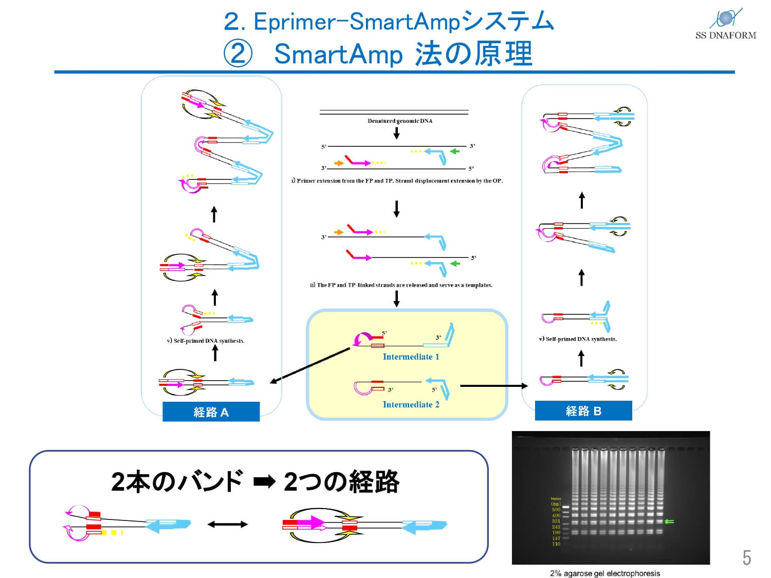 次世代PCR検査 SmartAmp法とは